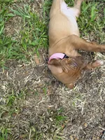 Yellow collar , a female Rhodesian Ridgeback for sale in Wilkesboro, NC – 3 of 10
