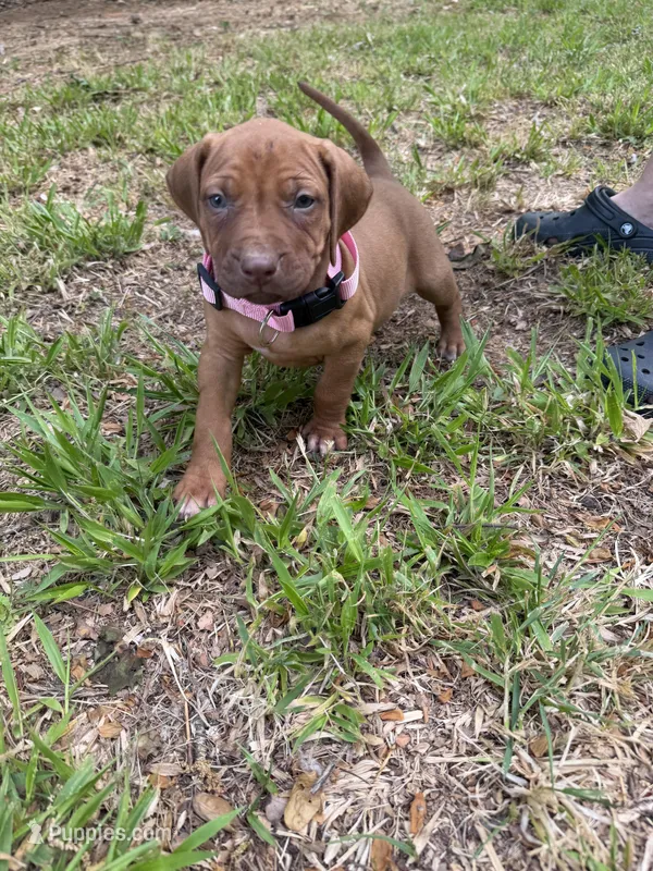 Yellow collar  – Rhodesian Ridgeback puppy for sale in Wilkesboro, NC