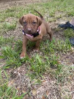 Yellow collar , a female Rhodesian Ridgeback for sale in Wilkesboro, NC – 1 of 10