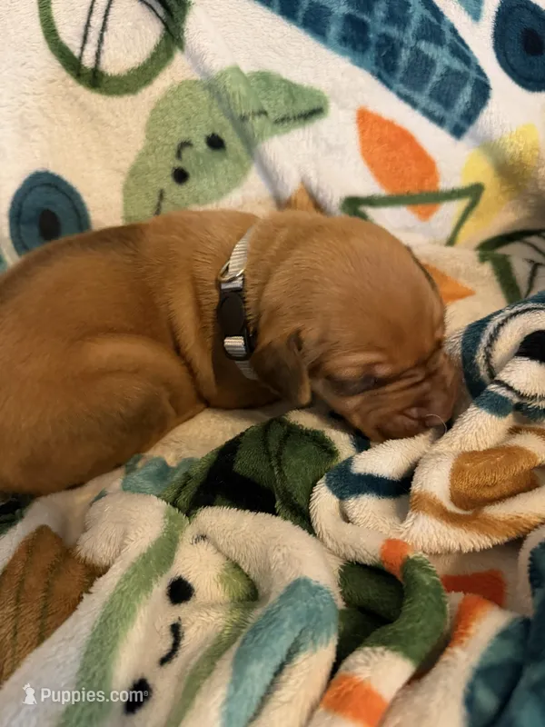 Silver collar  – Rhodesian Ridgeback puppy for sale in Wilkesboro, NC