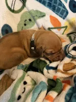 Silver collar , a male Rhodesian Ridgeback for sale in Wilkesboro, NC – Photo 1 of 2