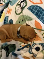 Silver collar , a male Rhodesian Ridgeback for sale in Wilkesboro, NC – Photo 2 of 2