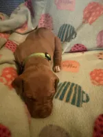 Bright green , a female Rhodesian Ridgeback for sale in Wilkesboro, NC – 6 of 8