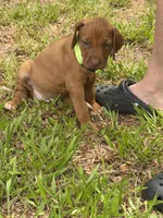 Bright green , a female Rhodesian Ridgeback for sale in Wilkesboro, NC – 2 of 8