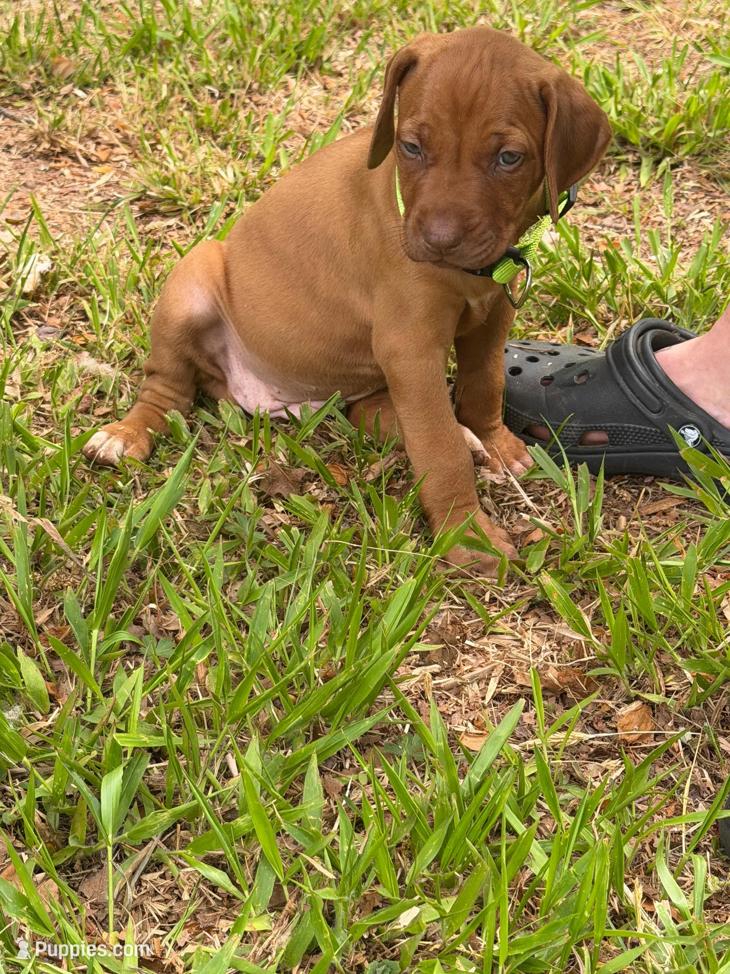 Bright green , a female Rhodesian Ridgeback for sale in Wilkesboro, NC – 4 of 8