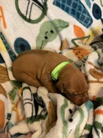 Bright green , a female Rhodesian Ridgeback for sale in Wilkesboro, NC – Photo 2 of 2