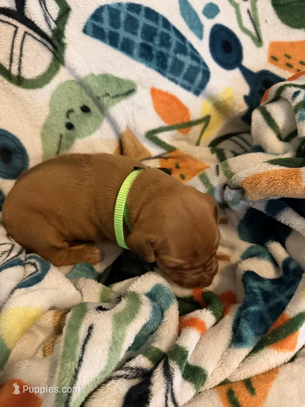 Bright green  – Rhodesian Ridgeback puppy for sale in Wilkesboro, NC