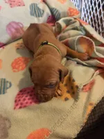 Bright green , a female Rhodesian Ridgeback for sale in Wilkesboro, NC – 5 of 8