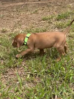 Bright green , a female Rhodesian Ridgeback for sale in Wilkesboro, NC – 3 of 8