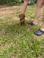 Bright green , a female Rhodesian Ridgeback for sale in Wilkesboro, NC – 1 of 8