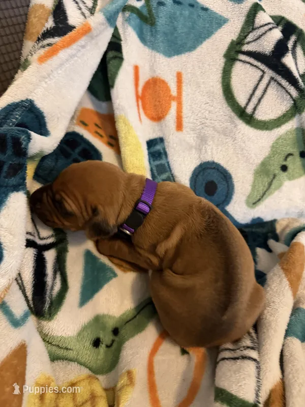 Purple collar  – Rhodesian Ridgeback puppy for sale in Wilkesboro, NC