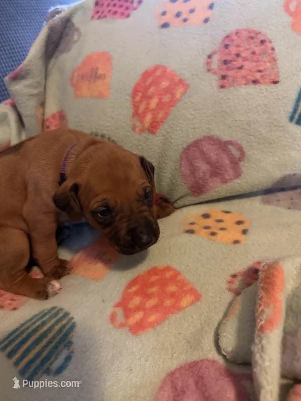Purple collar  – Rhodesian Ridgeback puppy for sale in Wilkesboro, NC