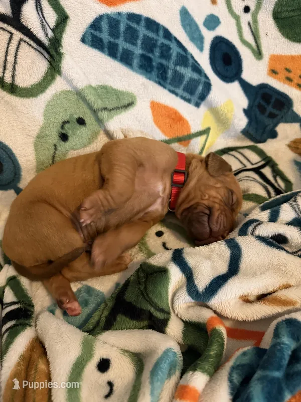 Red collar  – Rhodesian Ridgeback puppy for sale in Wilkesboro, NC