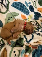 Red collar , a male Rhodesian Ridgeback for sale in Wilkesboro, NC – Photo 1 of 3