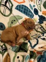 Red collar , a male Rhodesian Ridgeback for sale in Wilkesboro, NC – Photo 3 of 3