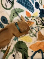 Dark green , a male Rhodesian Ridgeback for sale in Wilkesboro, NC – Photo 2 of 3