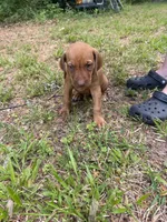 Dark green , a male Rhodesian Ridgeback for sale in Wilkesboro, NC – 2 of 10