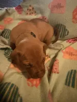 Dark green , a male Rhodesian Ridgeback for sale in Wilkesboro, NC – 10 of 10