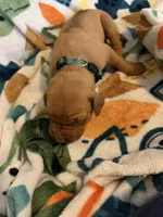 Dark green , a male Rhodesian Ridgeback for sale in Wilkesboro, NC – Photo 1 of 3