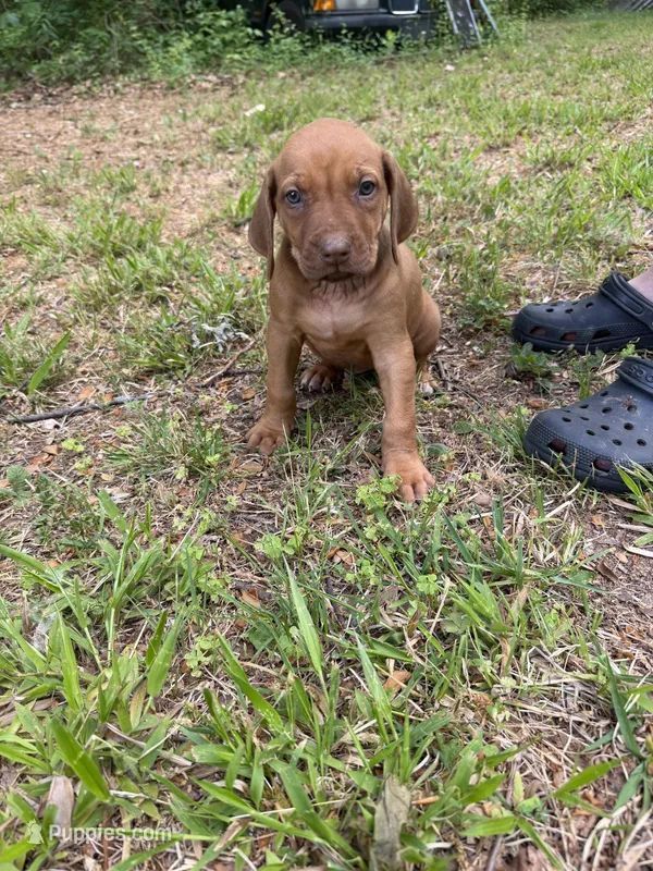 Dark green  – Rhodesian Ridgeback puppy for sale in Wilkesboro, NC