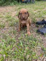 Dark green , a male Rhodesian Ridgeback for sale in Wilkesboro, NC – 1 of 10