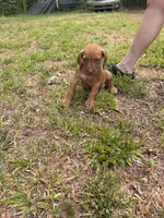 Dark green , a male Rhodesian Ridgeback for sale in Wilkesboro, NC – 3 of 10