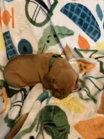 Dark green , a male Rhodesian Ridgeback for sale in Wilkesboro, NC – Photo 3 of 3