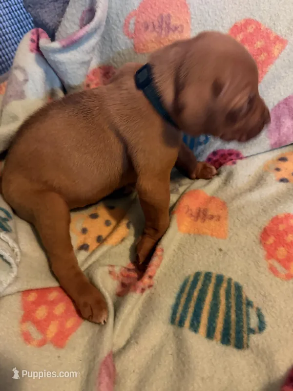 Dark green  – Rhodesian Ridgeback puppy for sale in Wilkesboro, NC