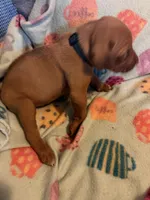Dark green , a male Rhodesian Ridgeback for sale in Wilkesboro, NC – 5 of 10
