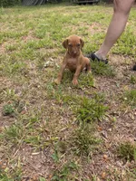 Dark green , a male Rhodesian Ridgeback for sale in Wilkesboro, NC – 4 of 10
