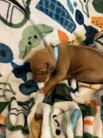 Light blue, a female Rhodesian Ridgeback for sale in Wilkesboro, NC – Photo 2 of 2