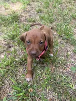 Light blue, a female Rhodesian Ridgeback for sale in Wilkesboro, NC – 3 of 8