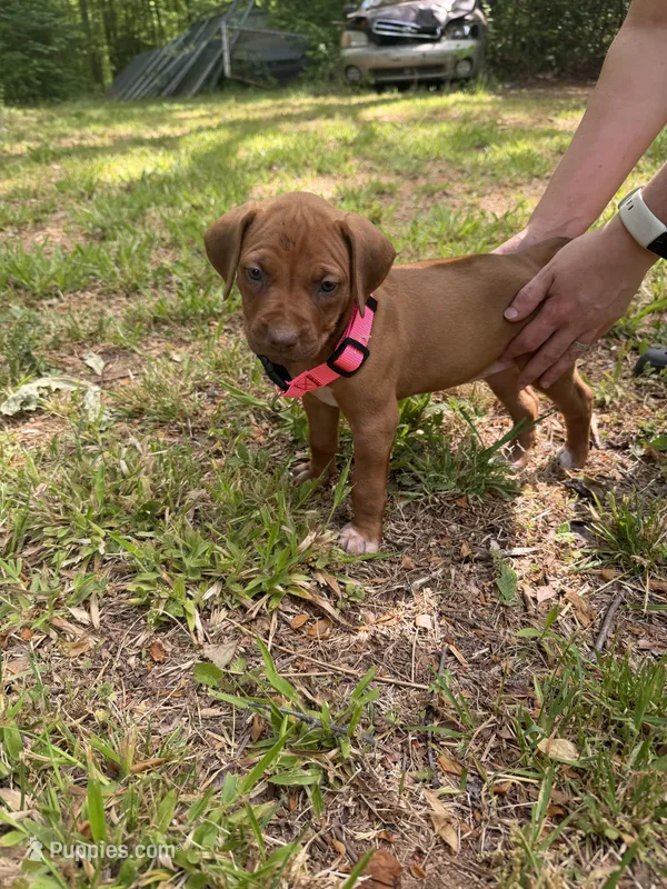 Light blue – Rhodesian Ridgeback puppy for sale in Wilkesboro, NC