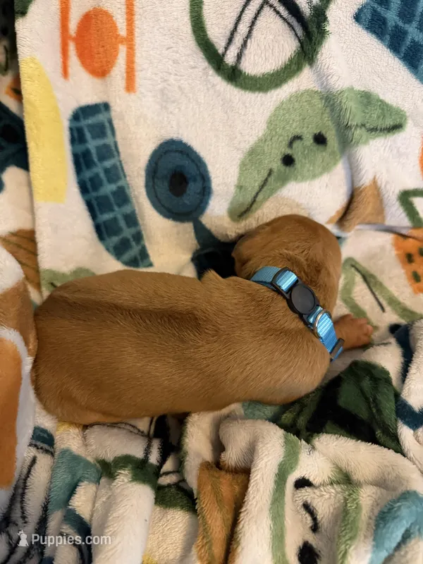 Light blue – Rhodesian Ridgeback puppy for sale in Wilkesboro, NC