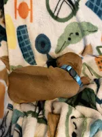 Light blue, a female Rhodesian Ridgeback for sale in Wilkesboro, NC – Photo 1 of 2