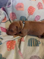 Light blue, a female Rhodesian Ridgeback for sale in Wilkesboro, NC – 7 of 8