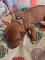 Light blue, a female Rhodesian Ridgeback for sale in Wilkesboro, NC – 6 of 8