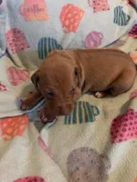 Light blue, a female Rhodesian Ridgeback for sale in Wilkesboro, NC – 4 of 8