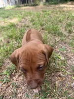 Light blue, a female Rhodesian Ridgeback for sale in Wilkesboro, NC – 2 of 8