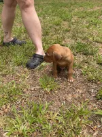 Dark blue collar, a male Rhodesian Ridgeback for sale in Wilkesboro, NC – 3 of 7