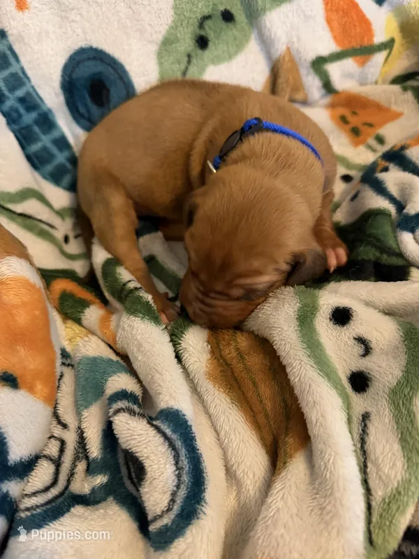 Dark blue collar – Rhodesian Ridgeback puppy for sale in Wilkesboro, NC