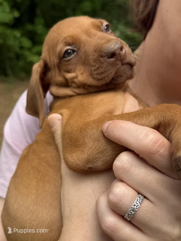 Dark blue collar – Rhodesian Ridgeback puppy for sale in Wilkesboro, NC