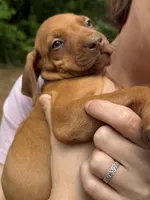 Dark blue collar, a male Rhodesian Ridgeback for sale in Wilkesboro, NC – 1 of 7