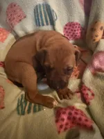 Dark blue collar, a male Rhodesian Ridgeback for sale in Wilkesboro, NC – 7 of 7