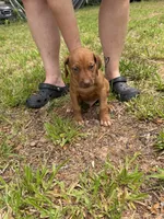 Dark blue collar, a male Rhodesian Ridgeback for sale in Wilkesboro, NC – 2 of 7