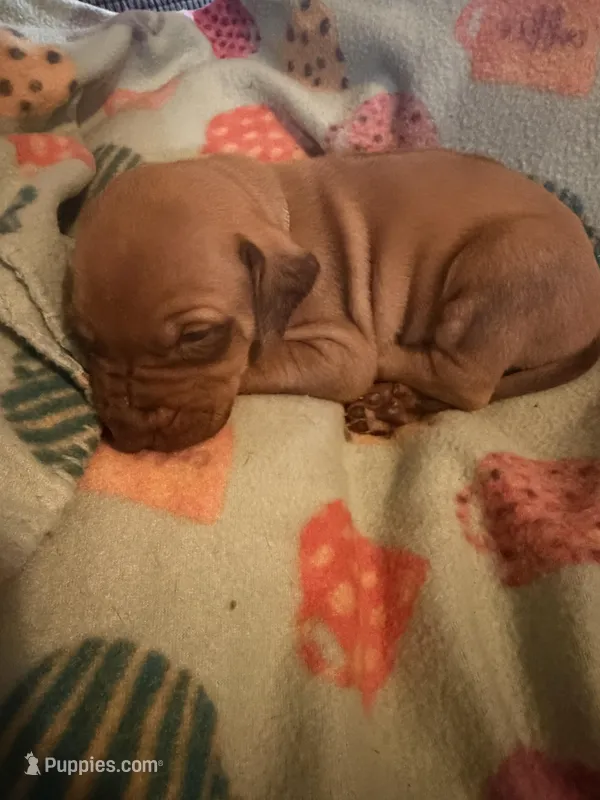 Dark blue collar – Rhodesian Ridgeback puppy for sale in Wilkesboro, NC