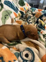 Dark blue collar, a male Rhodesian Ridgeback for sale in Wilkesboro, NC – Photo 2 of 2