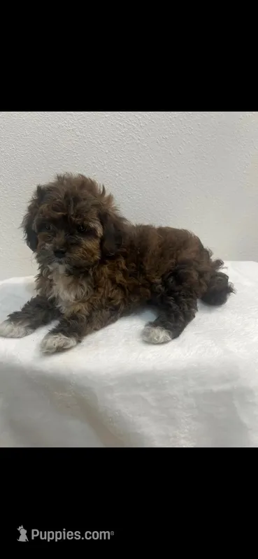 Sky Ben  – Shihpoo puppy for sale in West Allis, WI
