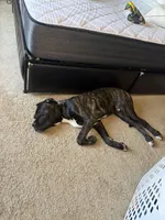 Cobolt, a male Cane Corso for sale in Midlothian, IL – Photo 3 of 4