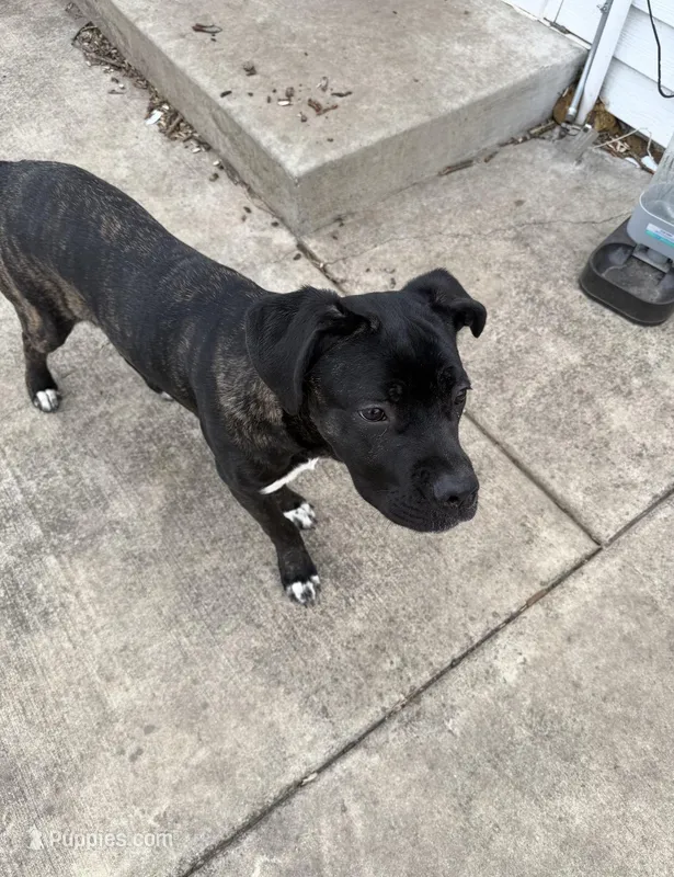 Cobolt, a male Cane Corso for sale in Midlothian, IL – Photo 1 of 4